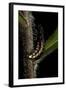 Lampyris Noctiluca (Common Glow-Worm)-Paul Starosta-Framed Photographic Print