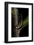 Lampyris Noctiluca (Common Glow-Worm)-Paul Starosta-Framed Photographic Print