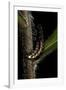 Lampyris Noctiluca (Common Glow-Worm)-Paul Starosta-Framed Photographic Print