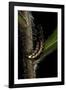 Lampyris Noctiluca (Common Glow-Worm)-Paul Starosta-Framed Photographic Print