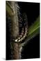 Lampyris Noctiluca (Common Glow-Worm)-Paul Starosta-Mounted Photographic Print