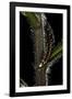 Lampyris Noctiluca (Common Glow-Worm)-Paul Starosta-Framed Photographic Print