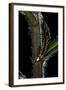 Lampyris Noctiluca (Common Glow-Worm)-Paul Starosta-Framed Photographic Print