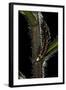 Lampyris Noctiluca (Common Glow-Worm)-Paul Starosta-Framed Photographic Print