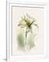 Gramercy White
