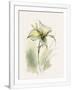 Gramercy White