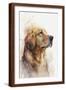 Brown Frame