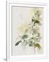 Gramercy White