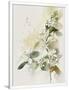 Gramercy White
