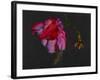 Lanarth Magnolia-Deborah Barton-Framed Giclee Print