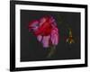 Lanarth Magnolia-Deborah Barton-Framed Giclee Print