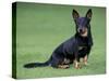 Lancashire Heeler Dog Sitting on Grass-null-Stretched Canvas