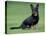 Lancashire Heeler Dog Sitting on Grass-null-Stretched Canvas