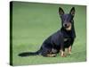 Lancashire Heeler Dog Sitting on Grass-null-Stretched Canvas