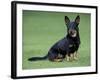 Lancashire Heeler Dog Sitting on Grass-null-Framed Photographic Print