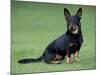 Lancashire Heeler Dog Sitting on Grass-null-Mounted Photographic Print