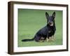 Lancashire Heeler Dog Sitting on Grass-null-Framed Photographic Print