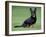 Lancashire Heeler Dog Sitting on Grass-null-Framed Photographic Print