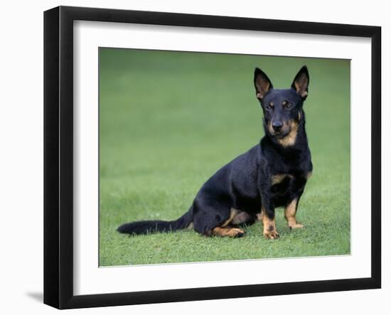 Lancashire Heeler Dog Sitting on Grass-null-Framed Photographic Print