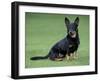 Lancashire Heeler Dog Sitting on Grass-null-Framed Photographic Print