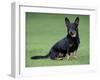 Lancashire Heeler Dog Sitting on Grass-null-Framed Photographic Print