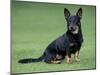 Lancashire Heeler Dog Sitting on Grass-null-Mounted Photographic Print