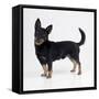 Lancashire Heeler Dog-null-Framed Stretched Canvas