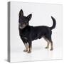 Lancashire Heeler Dog-null-Stretched Canvas