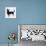 Lancashire Heeler Dog-null-Photographic Print displayed on a wall