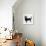 Lancashire Heeler Dog-null-Photographic Print displayed on a wall