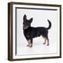 Lancashire Heeler Dog-null-Framed Photographic Print