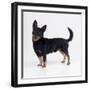 Lancashire Heeler Dog-null-Framed Photographic Print