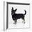 Lancashire Heeler Dog-null-Framed Photographic Print