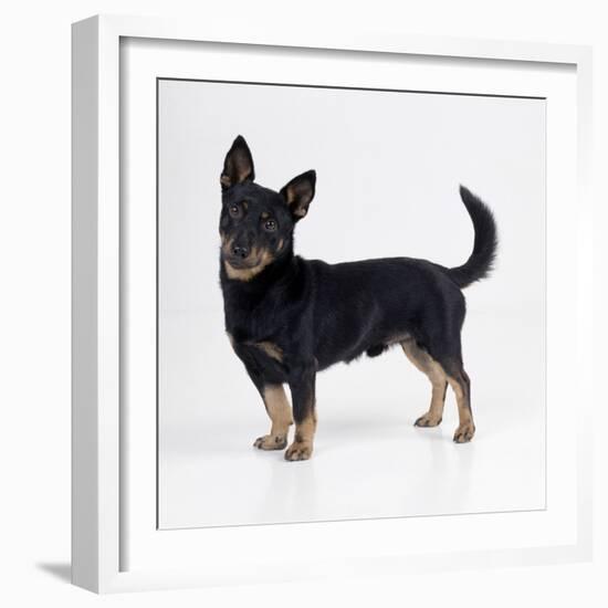 Lancashire Heeler Dog-null-Framed Photographic Print