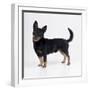 Lancashire Heeler Dog-null-Framed Photographic Print