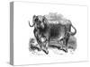 Lancashire Ox, Specimen of the Long Horned Breeds, 1848-null-Stretched Canvas