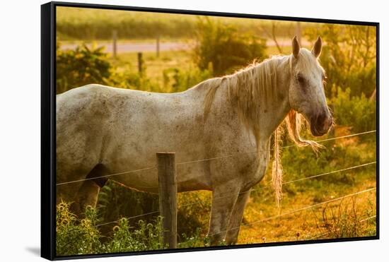 Lancaster County, Pennsylvania. Dappled horse catches mane on barbed wire-Jolly Sienda-Framed Stretched Canvas