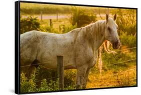 Lancaster County, Pennsylvania. Dappled horse catches mane on barbed wire-Jolly Sienda-Framed Stretched Canvas