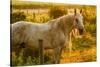 Lancaster County, Pennsylvania. Dappled horse catches mane on barbed wire-Jolly Sienda-Stretched Canvas