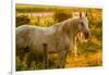 Lancaster County, Pennsylvania. Dappled horse catches mane on barbed wire-Jolly Sienda-Framed Photographic Print