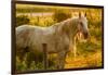 Lancaster County, Pennsylvania. Dappled horse catches mane on barbed wire-Jolly Sienda-Framed Photographic Print