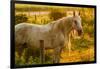 Lancaster County, Pennsylvania. Dappled horse catches mane on barbed wire-Jolly Sienda-Framed Photographic Print