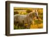 Lancaster County, Pennsylvania. Dappled horse catches mane on barbed wire-Jolly Sienda-Framed Photographic Print