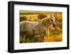 Lancaster County, Pennsylvania. Dappled horse catches mane on barbed wire-Jolly Sienda-Framed Photographic Print