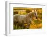 Lancaster County, Pennsylvania. Dappled horse catches mane on barbed wire-Jolly Sienda-Framed Photographic Print