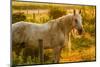 Lancaster County, Pennsylvania. Dappled horse catches mane on barbed wire-Jolly Sienda-Mounted Photographic Print