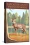 Lancaster County, Pennsylvania - White Tailed Deer-Lantern Press-Stretched Canvas