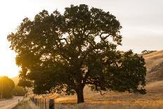 Roadside Oak-Lance Kuehne-Photographic Print