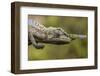 Lance-nosed chameleon (Calumma gallus), Andasibe-Mantadia National Park. Madagascar-Emanuele Biggi-Framed Photographic Print