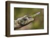 Lance-nosed chameleon (Calumma gallus), Andasibe-Mantadia National Park. Madagascar-Emanuele Biggi-Framed Photographic Print